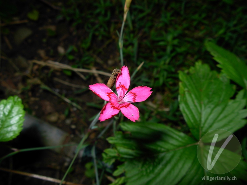 Heide-Nelke: Übersicht